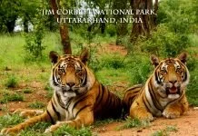 Jim Corbett National Park in your holiday